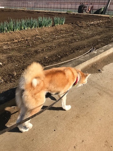 大阪の秋田のオバちゃん_f0242002_18522761.jpg