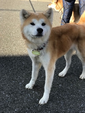 大阪の秋田のオバちゃん_f0242002_18530088.jpg