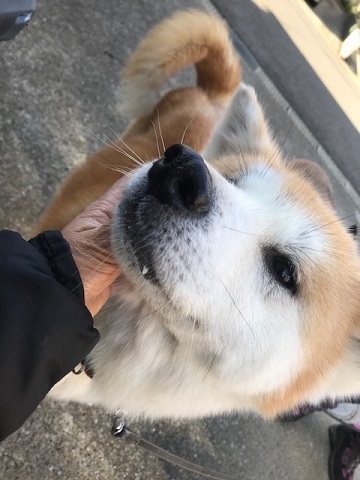 大阪の秋田のオバちゃん_f0242002_18531629.jpg