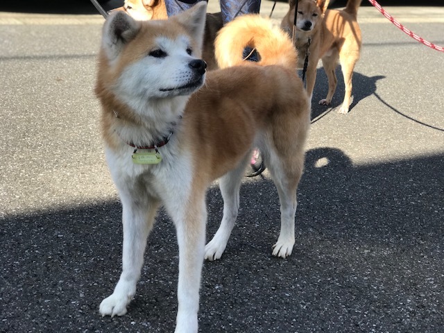 大阪の秋田のオバちゃん_f0242002_18541711.jpg