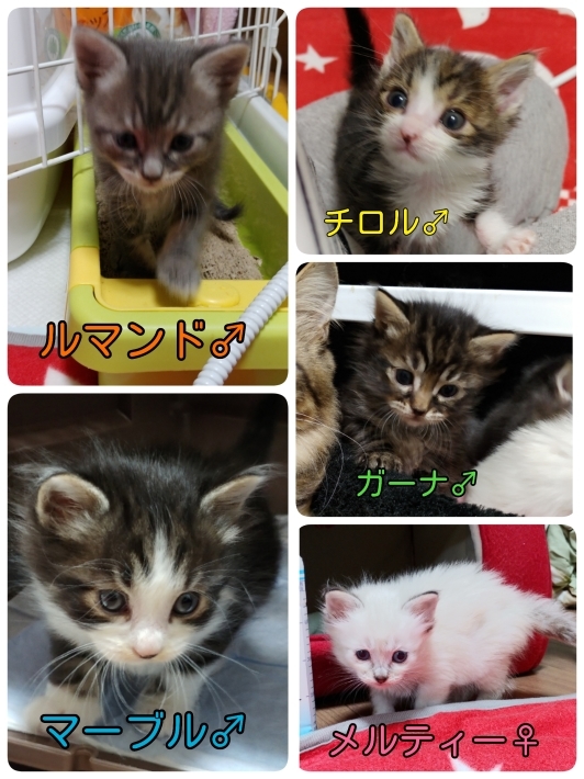 明日の里親会(^0^)/ヤッホー❤_d0233224_22324686.jpg
