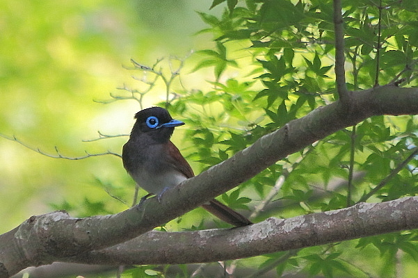 2019年を振り返って…サンコウチョウ_e0413627_16172805.jpg