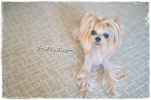 今年最後のトリミングに行ってきました。_d0179828_12053831.png