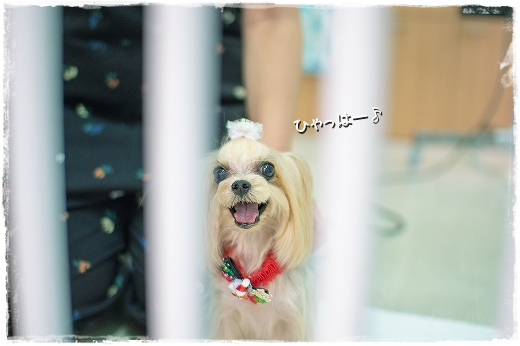 今年最後のトリミングに行ってきました。_d0179828_12060256.png