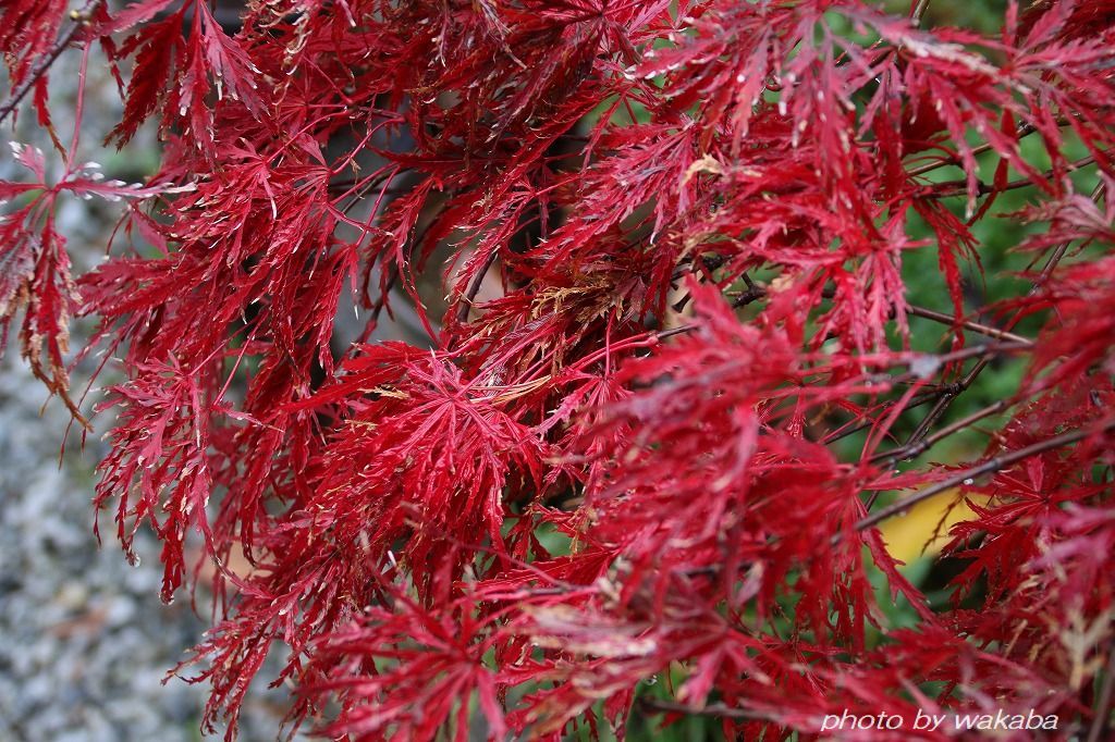 散る前に撮影したご近所の紅葉の木々(^^♪_e0052135_18024374.jpg