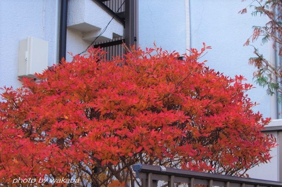 散る前に撮影したご近所の紅葉の木々(^^♪_e0052135_18025330.jpg