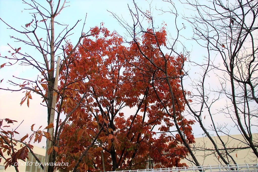 散る前に撮影したご近所の紅葉の木々(^^♪_e0052135_18025976.jpg
