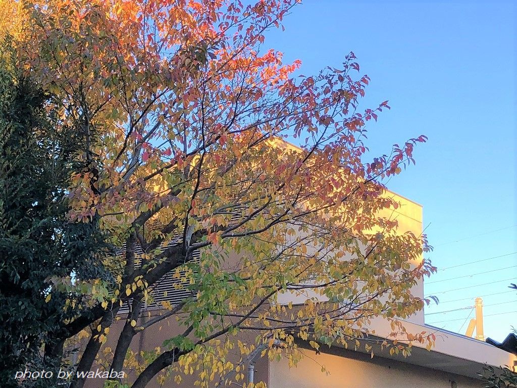 散る前に撮影したご近所の紅葉の木々(^^♪_e0052135_18030899.jpg