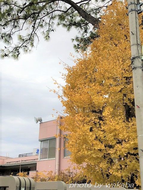 散る前に撮影したご近所の紅葉の木々(^^♪_e0052135_18031558.jpg