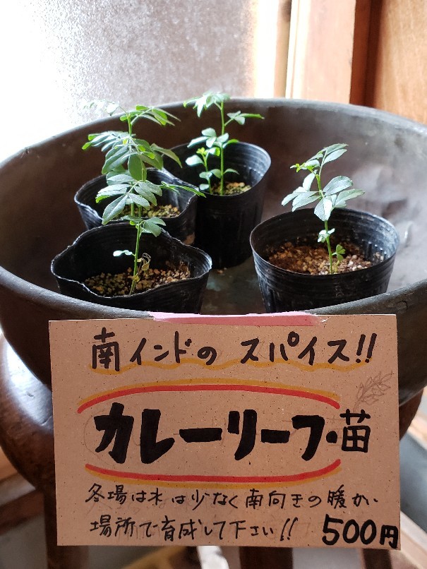 南インド料理ケララ食堂で牡蠣カレー(安芸郡府中町)_a0105740_16085611.jpg