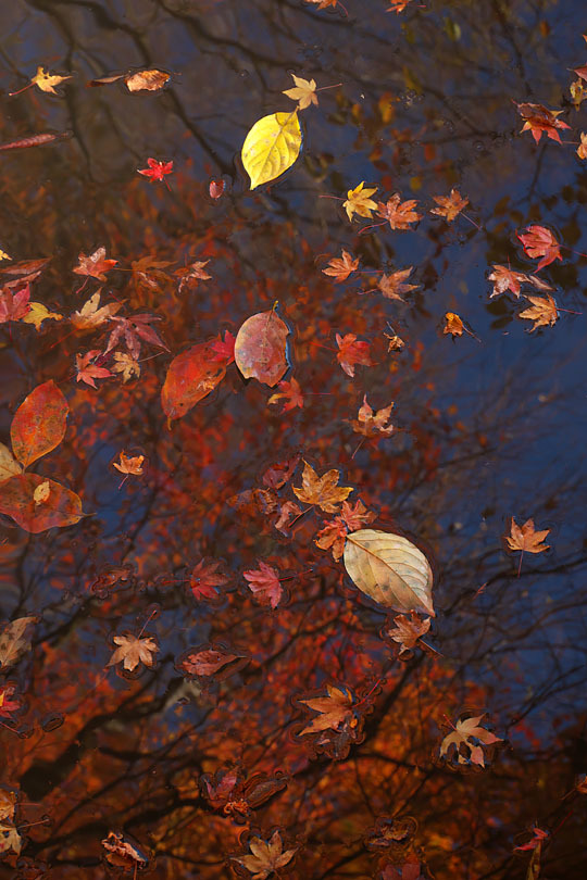 紅葉模様’19 #5_c0067040_23151782.jpg