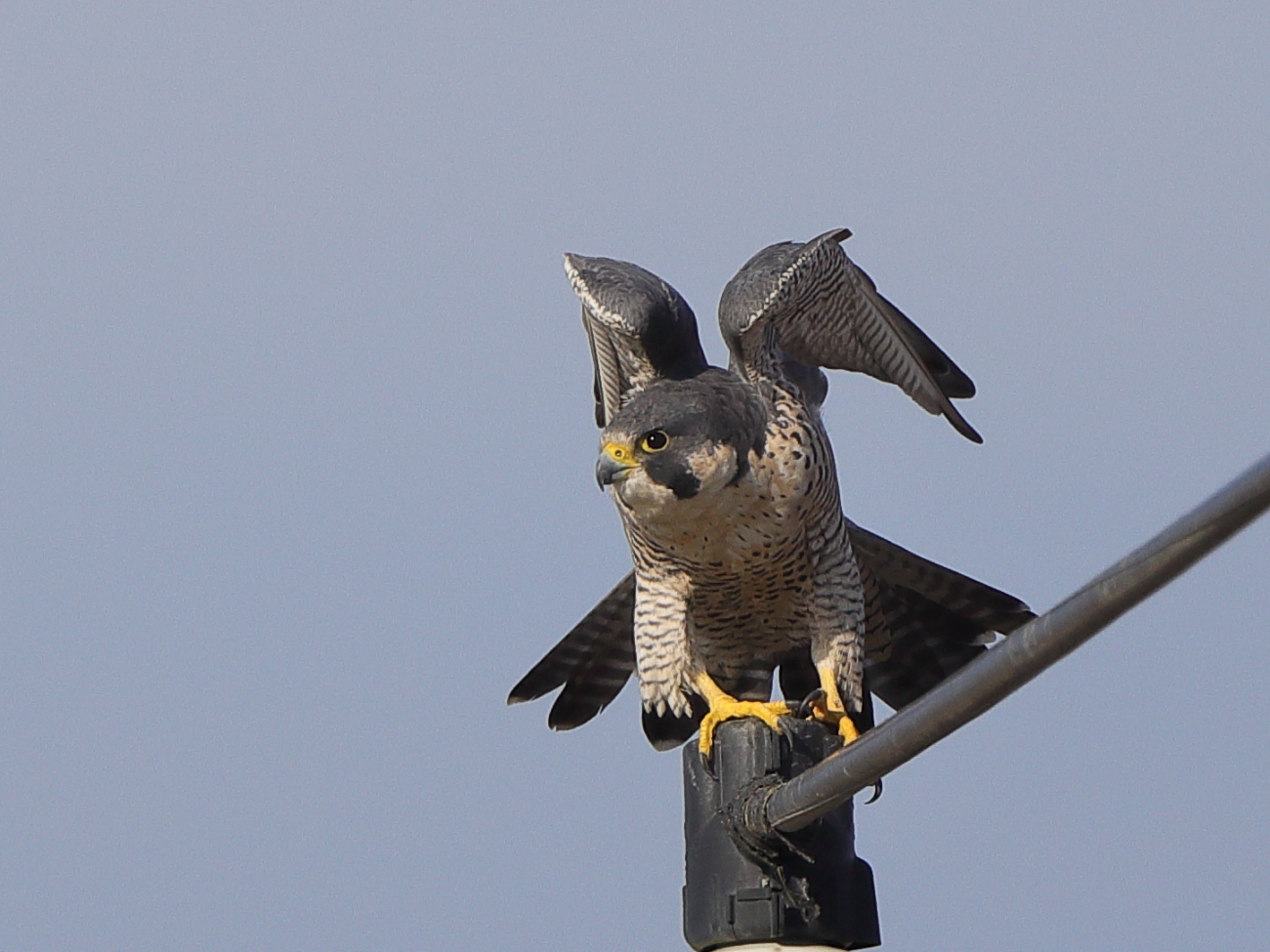 ハヤブサ 旧分類 亜種シベリアハヤブサ 彩の国ピンボケ野鳥写真館