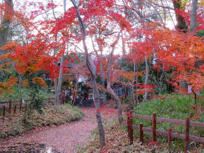 下鴨「河合神社の紅葉」20191214_e0237645_23152526.jpg