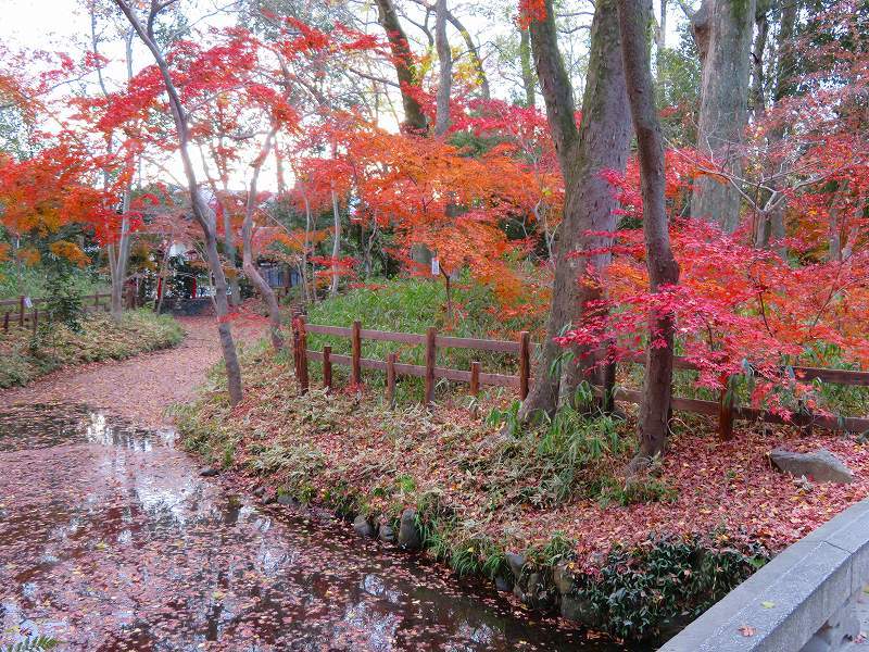 下鴨「河合神社の紅葉」20191214_e0237645_23152587.jpg