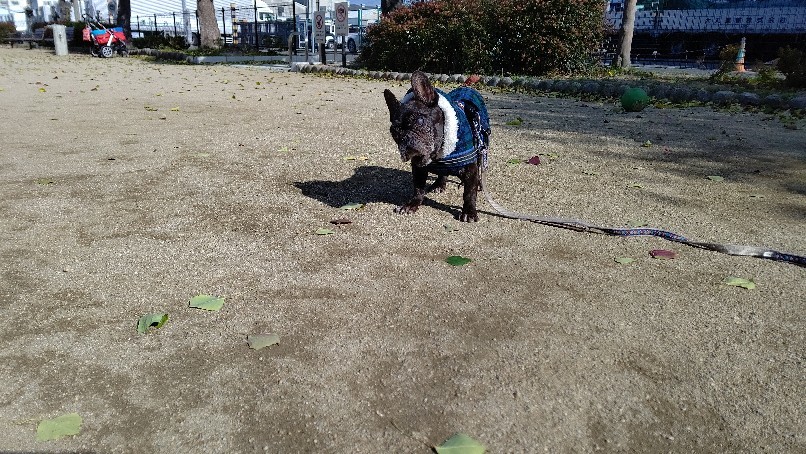 永遠の海苔んぽ。_e0126054_08574000.jpg