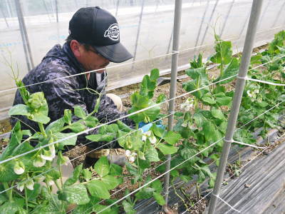 スナップエンドウ「シャキ甘“菊光”」　一次の芽カギ作業終了！今年も湿度管理もばっちりです(2019)_a0254656_17463444.jpg