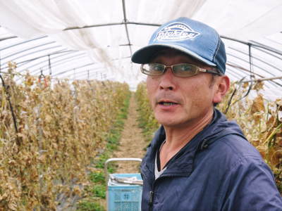スナップエンドウ「シャキ甘“菊光”」 一次の芽カギ作業終了!今年も湿度管理もばっちりです(2019)_a0254656_18114230.jpg
