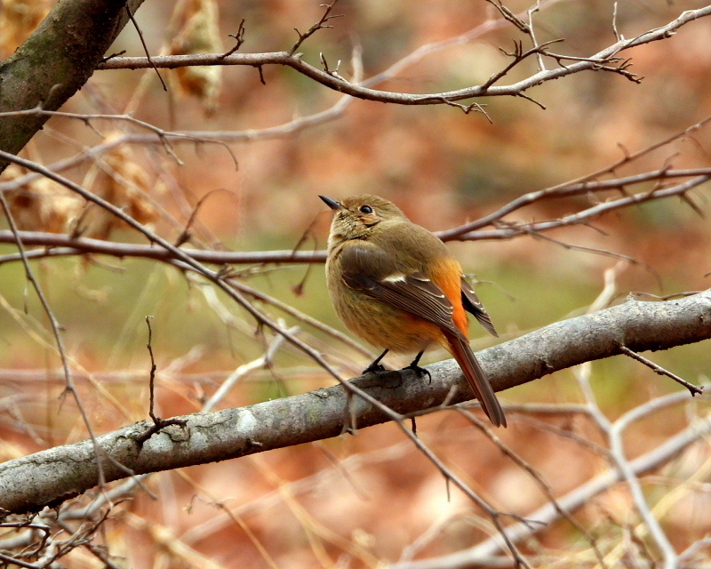 嶺公園で ~ 小鳥たち ~_c0305565_17261086.jpg