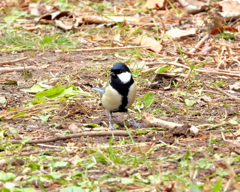 嶺公園で ~ 小鳥たち ~_c0305565_17275915.jpg