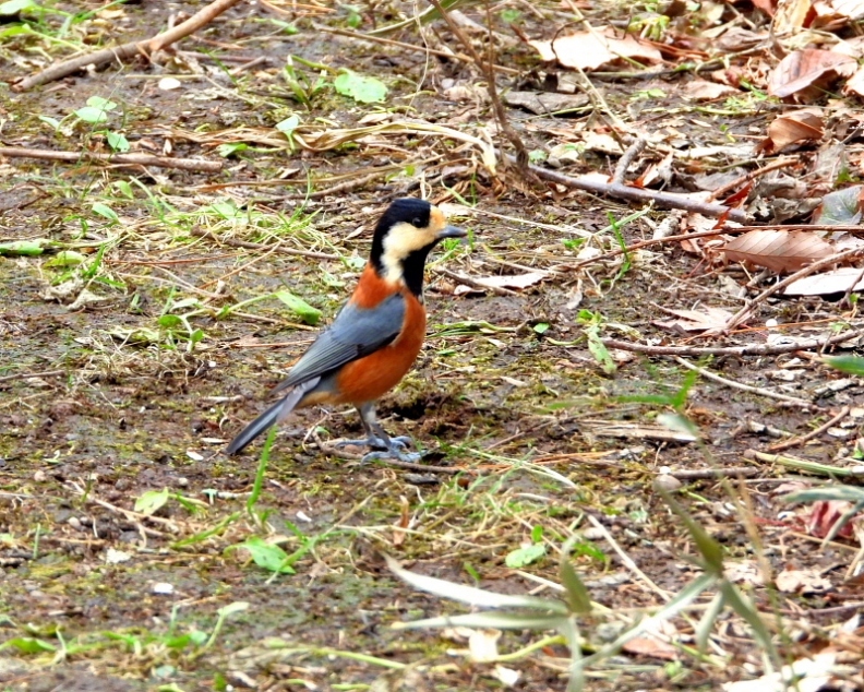 嶺公園で ~ 小鳥たち ~_c0305565_17282590.jpg