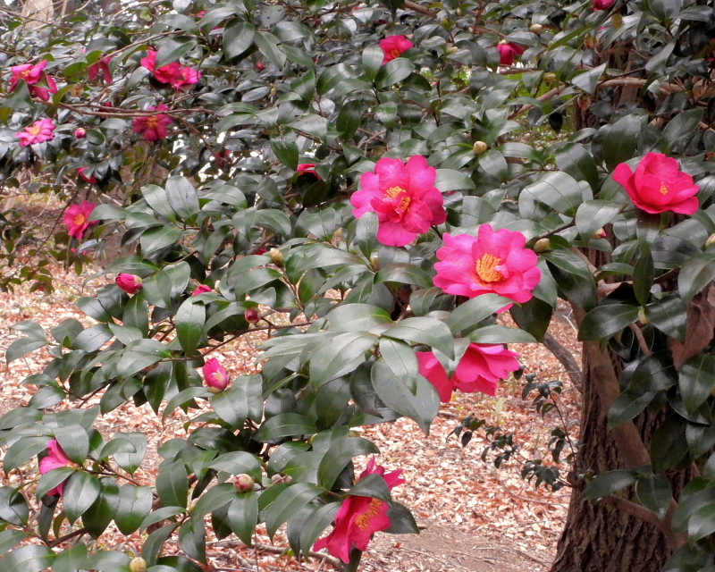 嶺公園で ~ 小鳥たち ~_c0305565_17292311.jpg