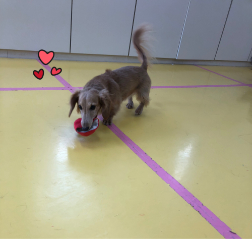それぞれの過ごし方☺︎︎_f0357682_15574745.jpg