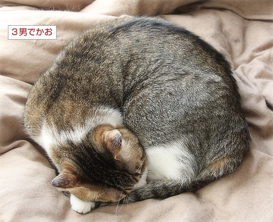 いまどきの猫_a0389088_16410065.jpg
