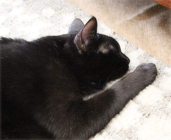 いまどきの猫_a0389088_16410103.jpg