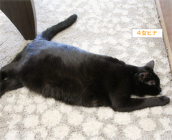 いまどきの猫_a0389088_16410167.jpg