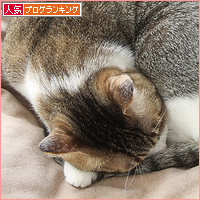いまどきの猫_a0389088_16410189.jpg