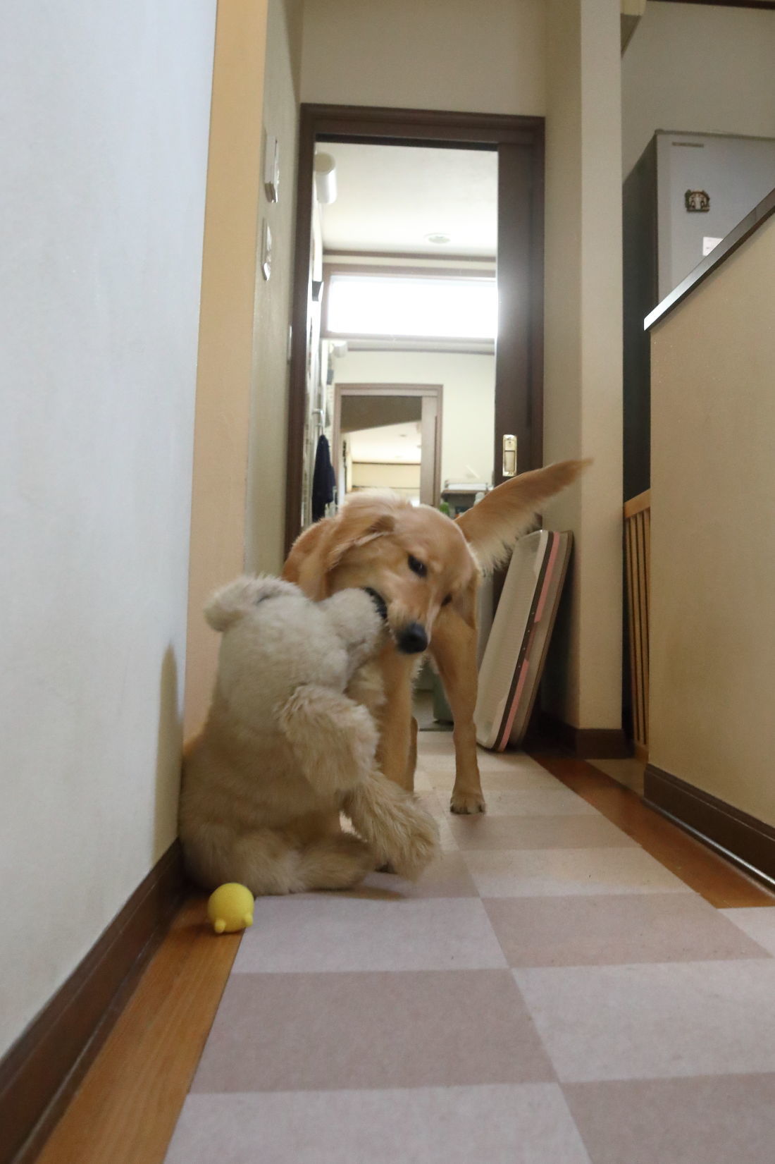 祝!0.5歳♪_b0275998_10351077.jpg
