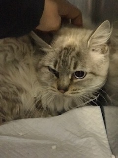 【猫・移動先募集】持込5匹と捕獲3匹(12/21訪問)_f0242002_15552641.jpg