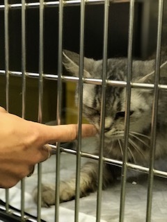 【猫・移動先募集】持込5匹と捕獲3匹(12/21訪問)_f0242002_15590903.jpg