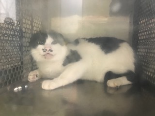 【猫・移動先募集】持込5匹と捕獲3匹(12/21訪問)_f0242002_16051228.jpg