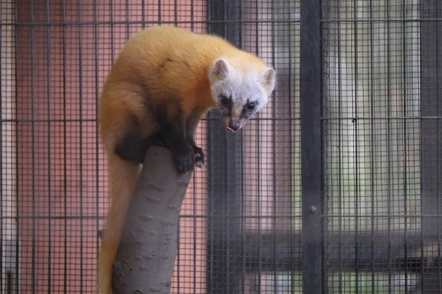 井の頭文化園の動物達_a0381406_21400725.jpg