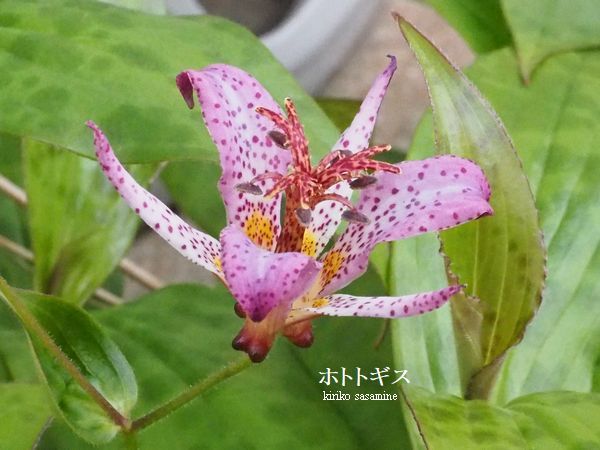 ほととぎす Haiku Autumn Photo