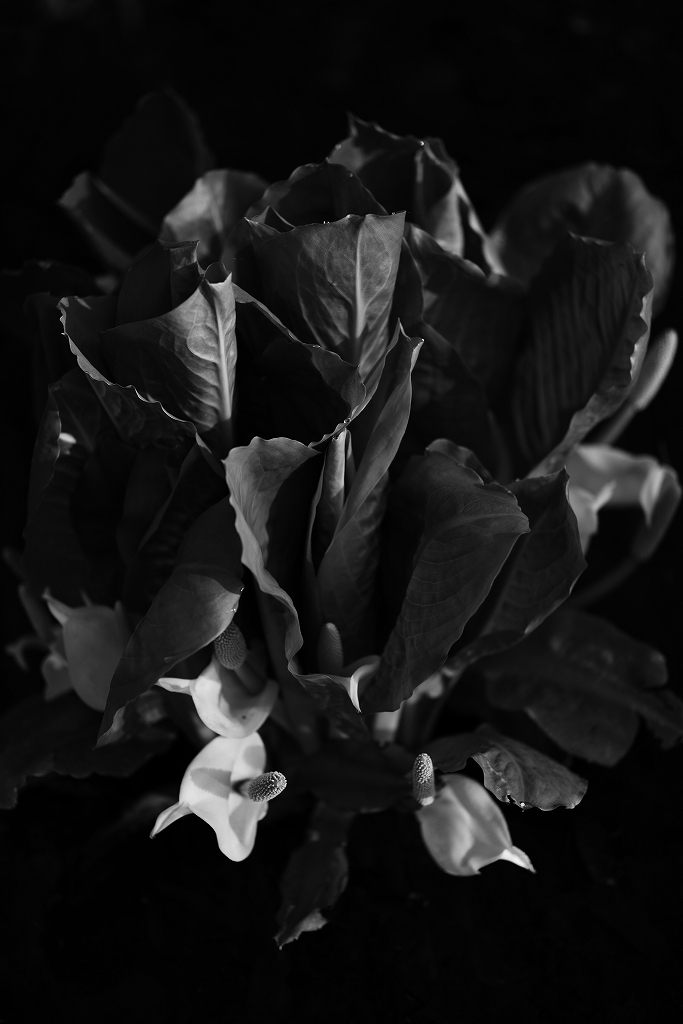 いよいよ月曜日から デジタルモノクロームの世界展 写真弘社70周年記念写真展_f0050534_13452659.jpg
