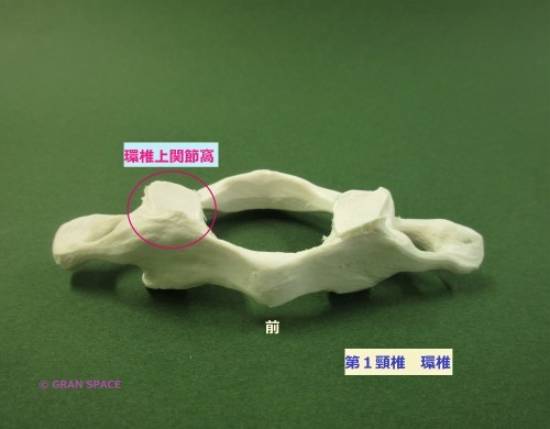 構造医学　リダクター　環椎後頭関節細密用 全身の関節』 環椎後頭関節 その1 : 大阪梅田 整体院 GRAN