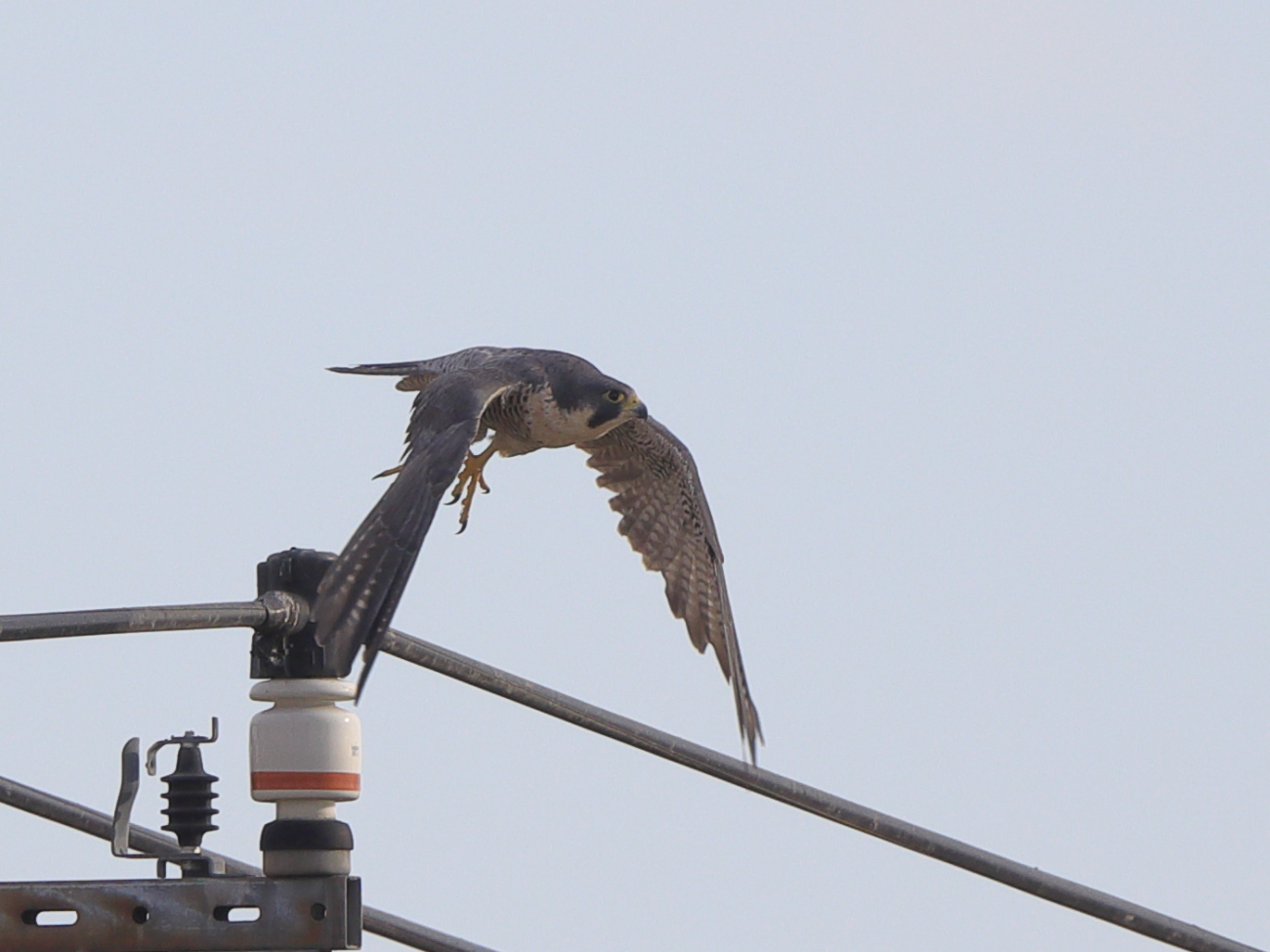 ハヤブサ 旧分類 亜種シベリアハヤブサ 彩の国ピンボケ野鳥写真館