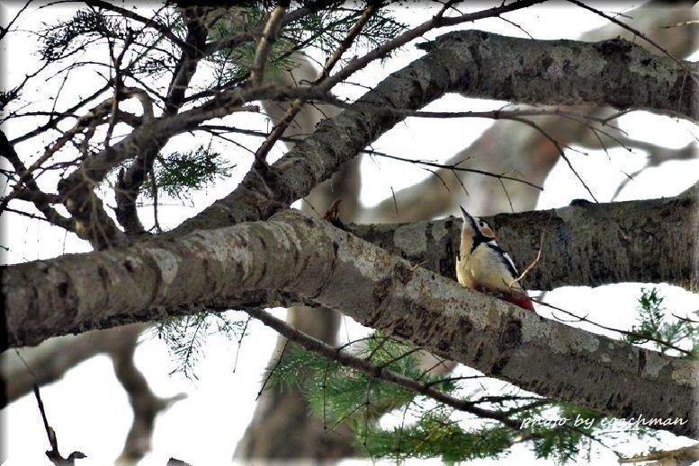 野幌森林公園で野鳥撮り 北海道photo一撮り旅