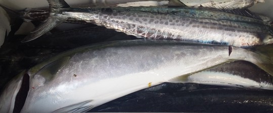 鳥羽サワラ爆釣❕❕_e0212944_14542298.jpg