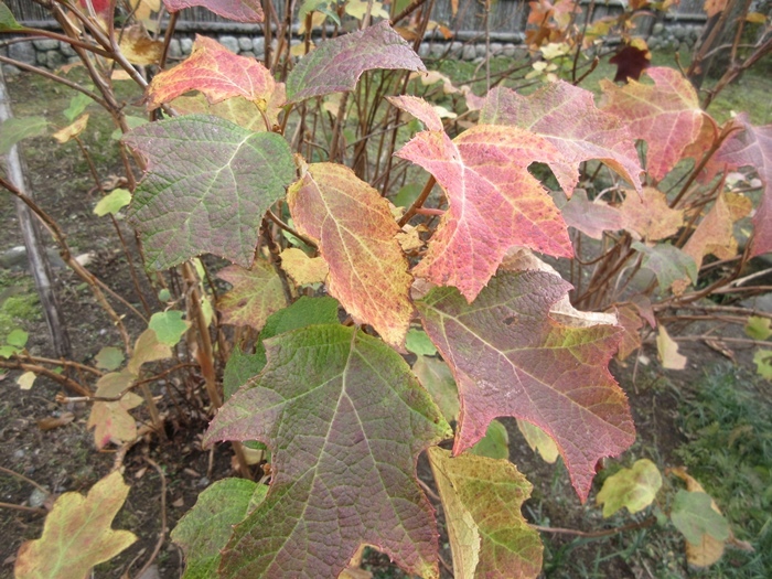 【北鎌倉東慶寺の名残の紅葉】_b0009849_17275860.jpg