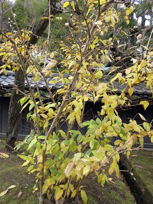 【北鎌倉東慶寺の名残の紅葉】_b0009849_17290438.jpg