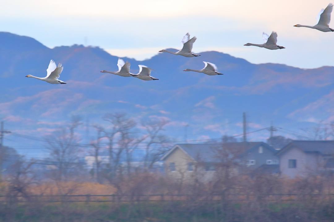 柴山潟の白鳥12/16その4 / ♪スリーディグリーズ「天使のささやき」_e0403850_16233721.jpg