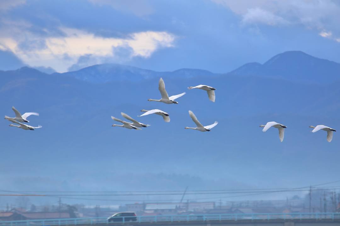 柴山潟の白鳥12/16その5_e0403850_17555234.jpg