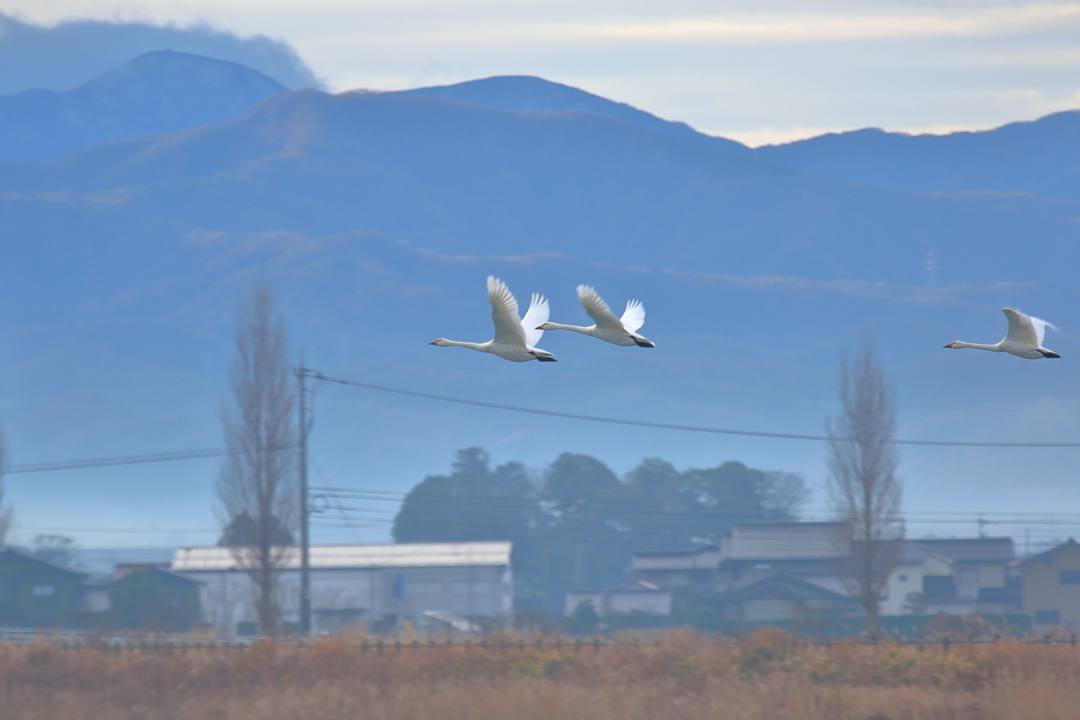 柴山潟の白鳥12/16その5_e0403850_17555266.jpg