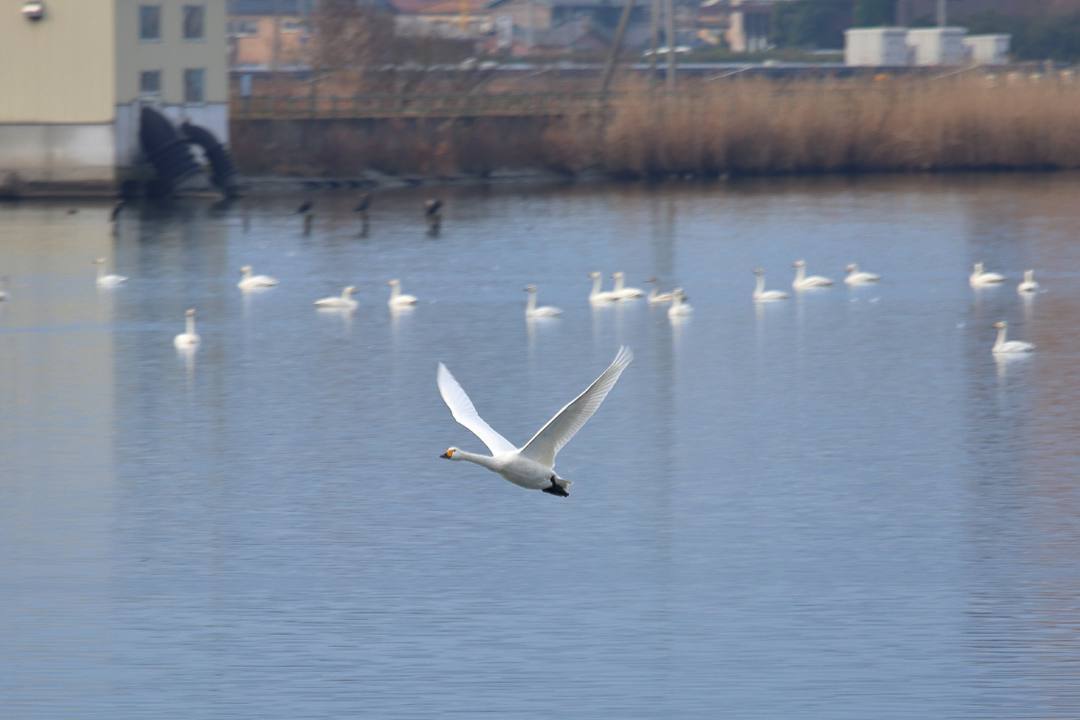 柴山潟の白鳥12/16その5_e0403850_17555282.jpg