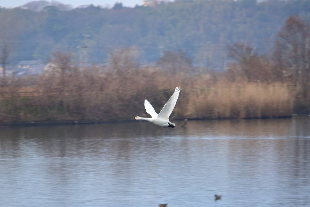 柴山潟の白鳥12/16その5_e0403850_17560249.jpg
