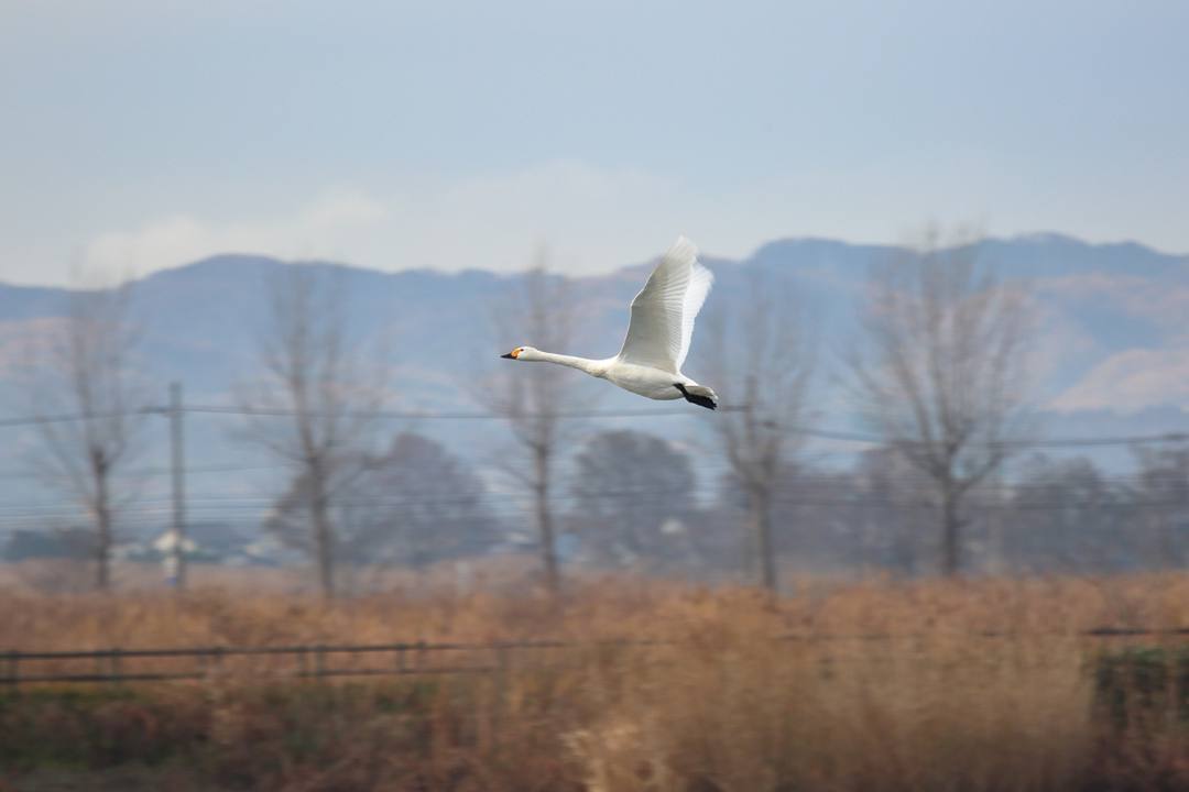 柴山潟の白鳥12/16その5_e0403850_17563704.jpg