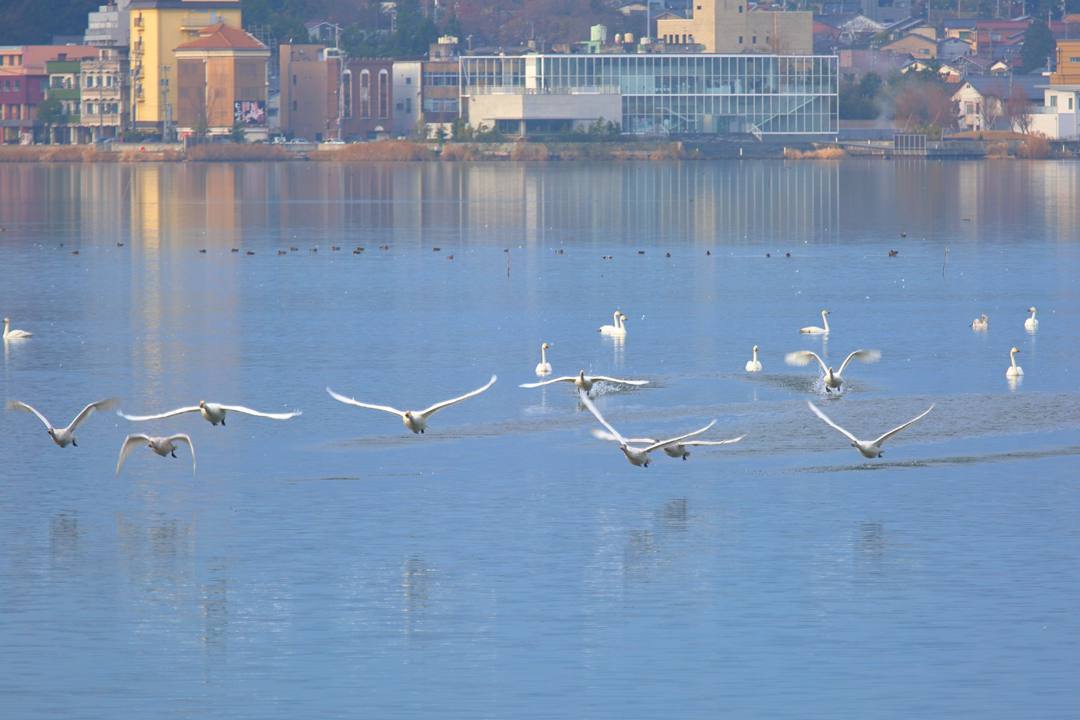 柴山潟の白鳥12/16その5_e0403850_17563736.jpg